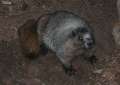 1316_Animal