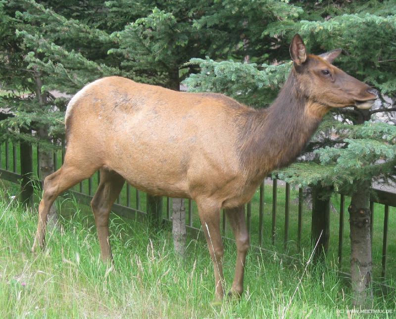 1412_Reindeer