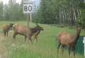 1410_Reindeer_limit