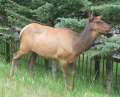 1412_Reindeer