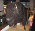 2020_FAO_Schwarz
