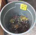 2076_Toad_food