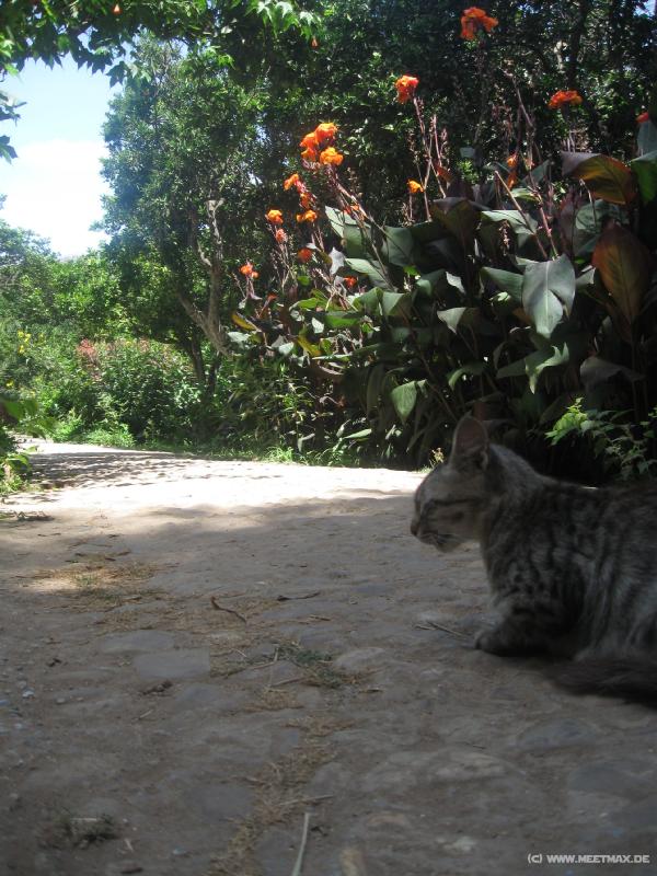 2221_Cat