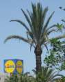 2802_Lidl