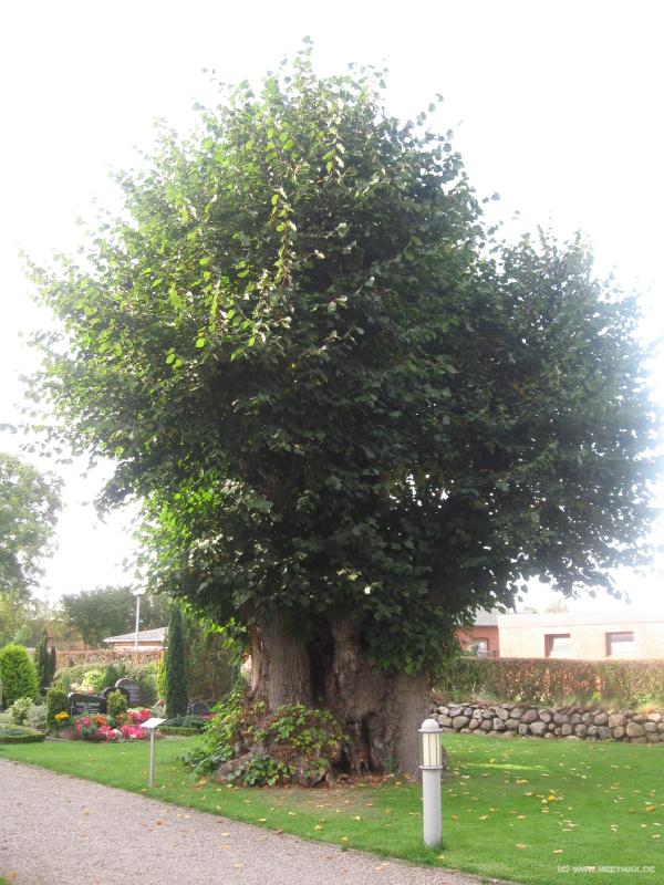 6679_Reformationslinde