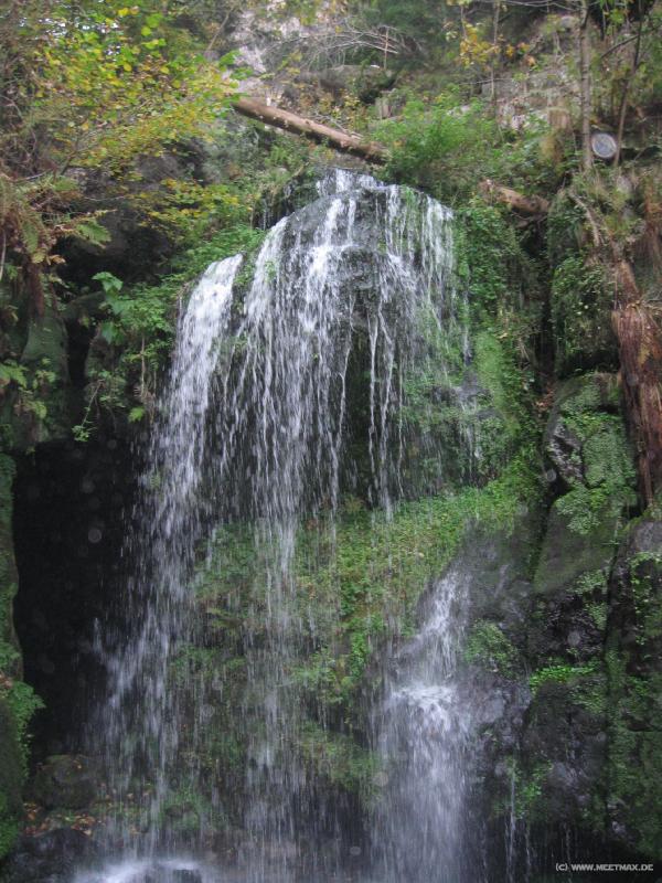 7461_Amselfaellchen