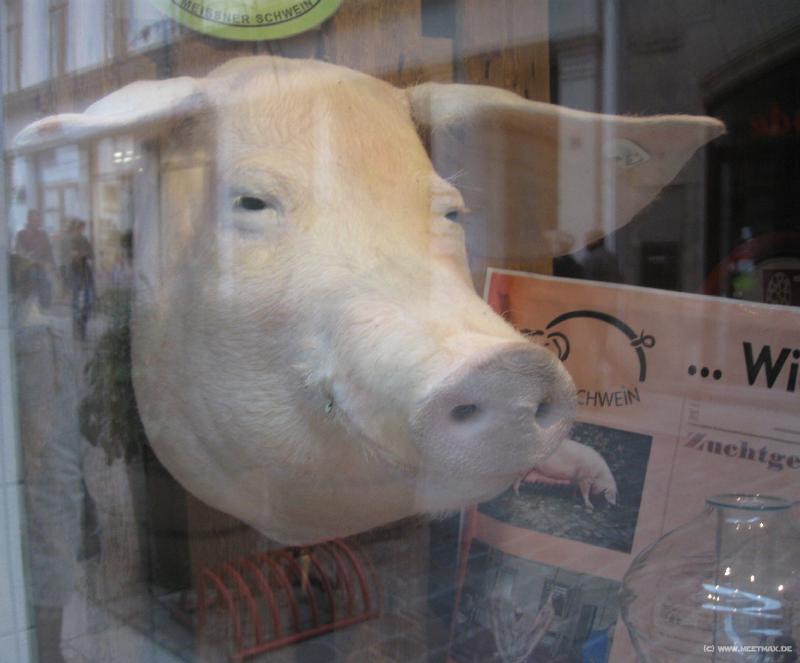 8437_Schweinekopf