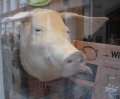 8437_Schweinekopf