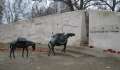 9420_Animals_War_Memorial