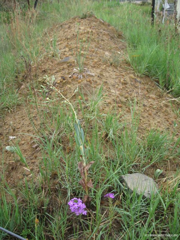 9903_Morojele_grave