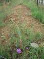 9903_Morojele_grave