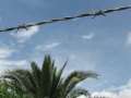 9947_Barb_wire