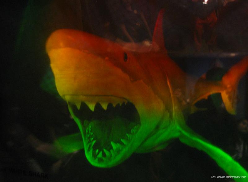 0139_White_Shark