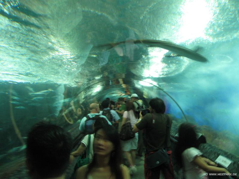 0144_Fish_tunnel