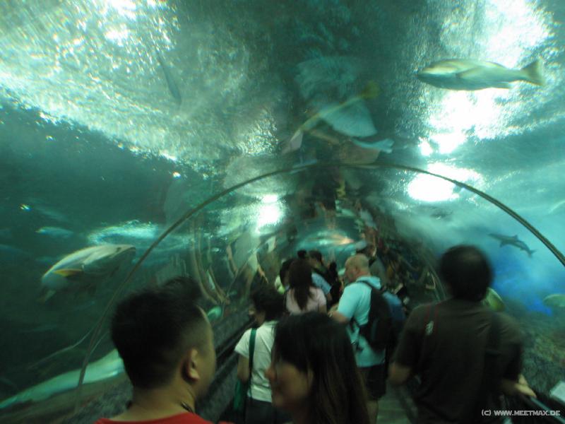 0145_Fish_tunnel