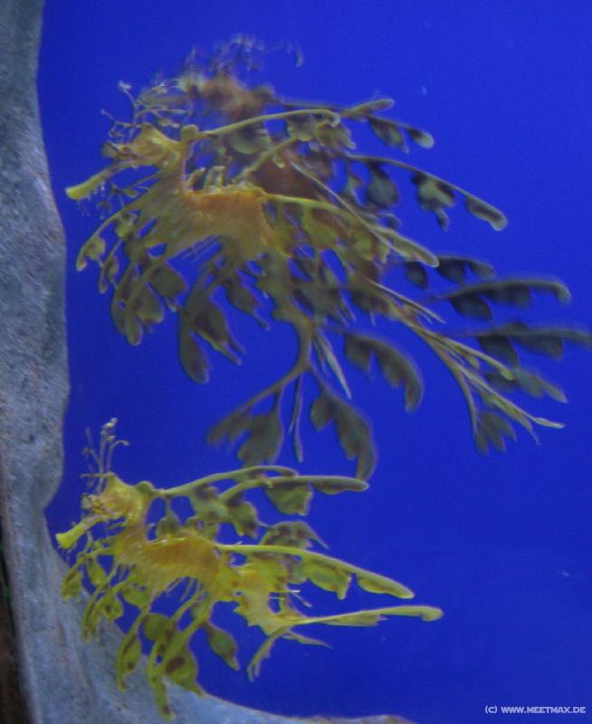 0181_Plant_fish