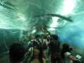 0144_Fish_tunnel