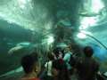 0145_Fish_tunnel