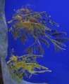 0181_Plant_fish
