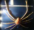 0182_Giant_crab