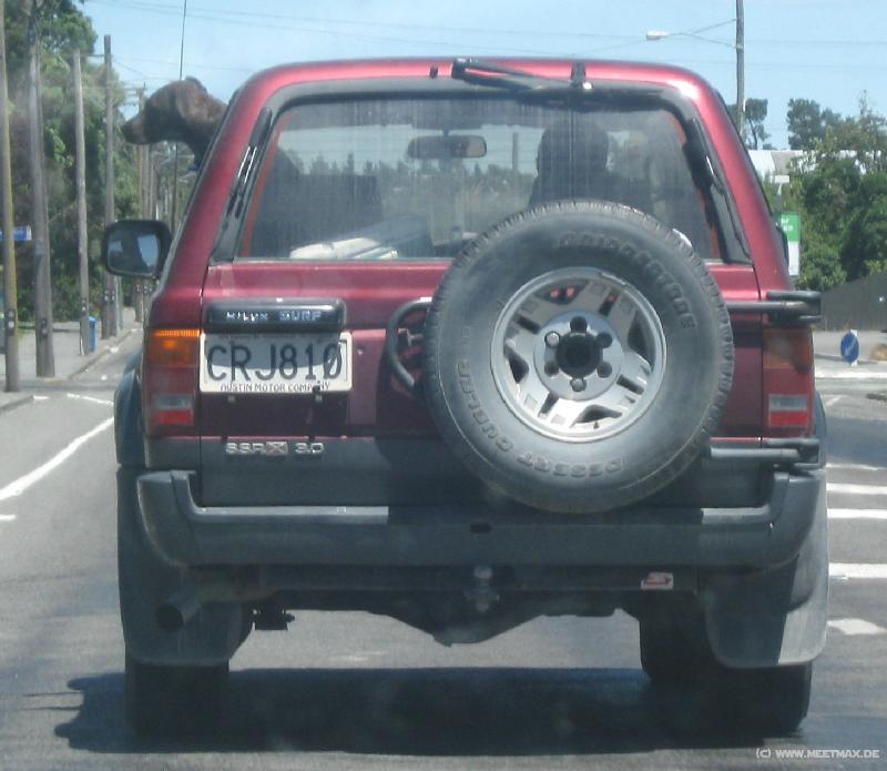 0503_Car_dog