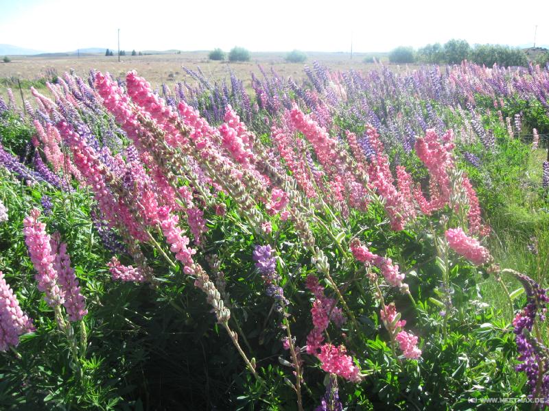 0634_Flowers
