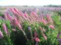 0634_Flowers
