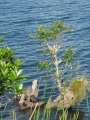 1523_Lake_Tarawera
