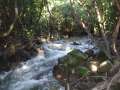 1978_Mangateipua_Stream
