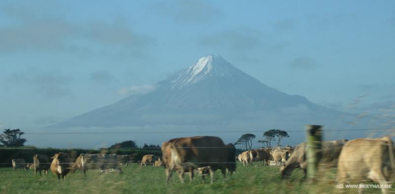 2133_Mt_Taranaki_cows
