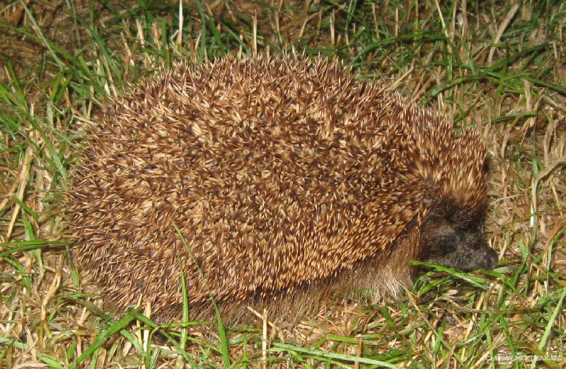 2184_Hedgehog