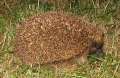 2184_Hedgehog