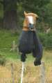 2295_Horse