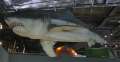 2319_New_Plymouth_shark