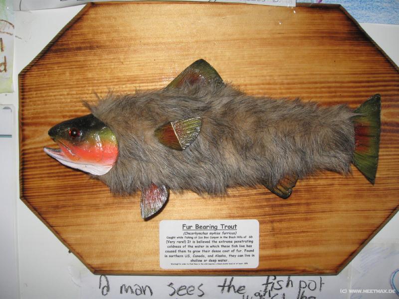 2364_Fur_Bearing_Trout