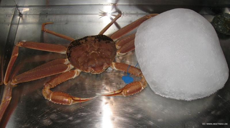 3526_Ice_crab