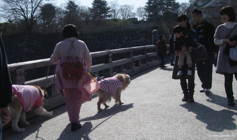 3627_Pink_dogs