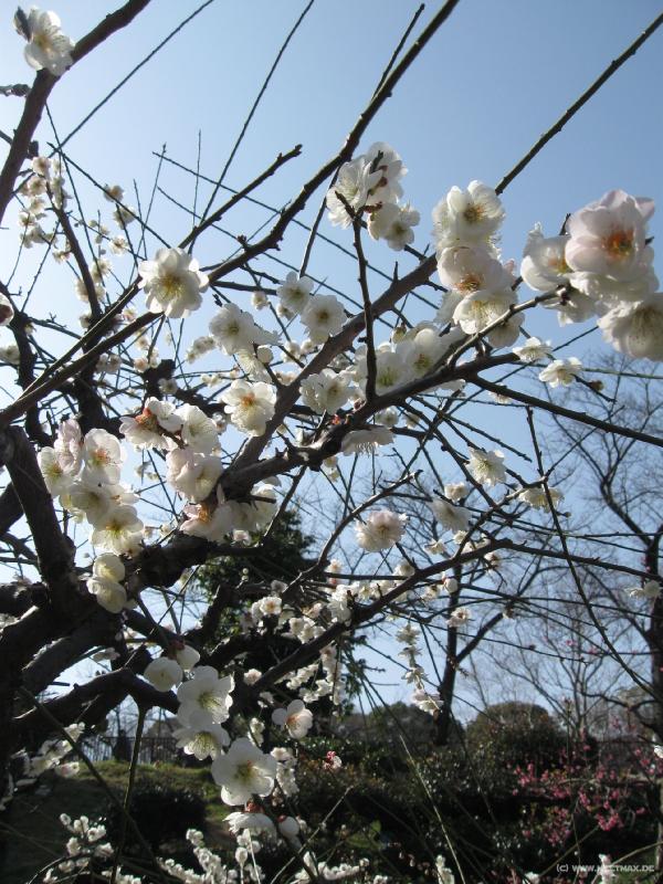 3660_Plum_blossom