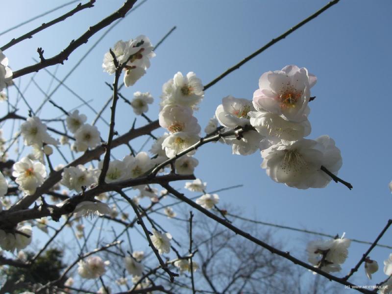 3661_Plum_blossom