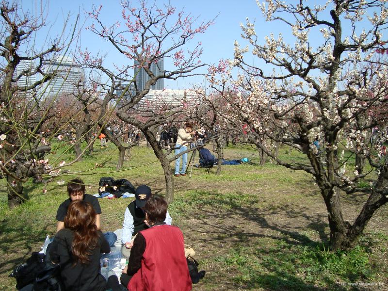 3663a_Hanami_picnic