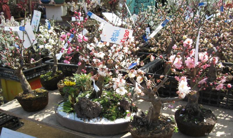 3667a_Tree_shop