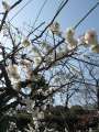 3660_Plum_blossom
