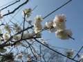 3661_Plum_blossom