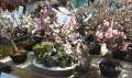 3667a_Tree_shop