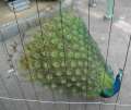 4705_Peacock