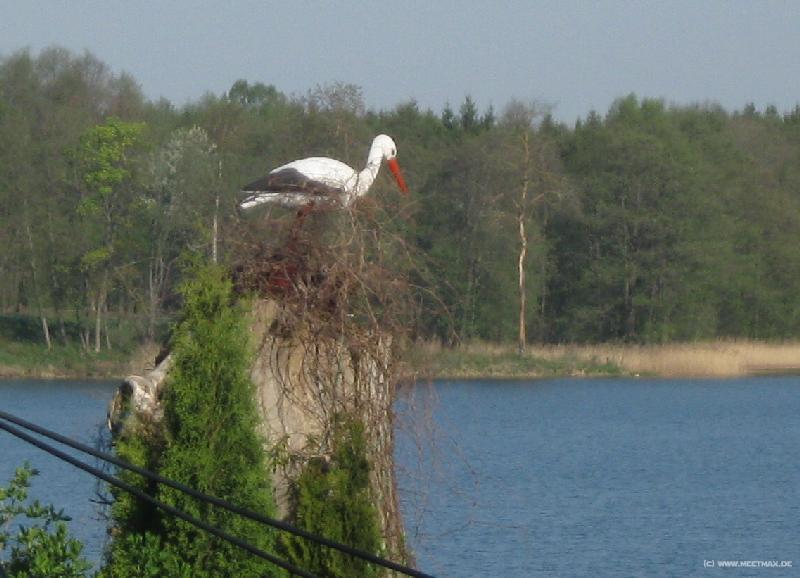 7194_Stork