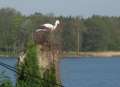 7194_Stork