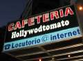 8126_Hollywodtomato