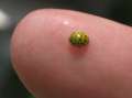 8559_BVB_bug
