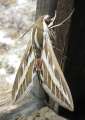 8942_Moth